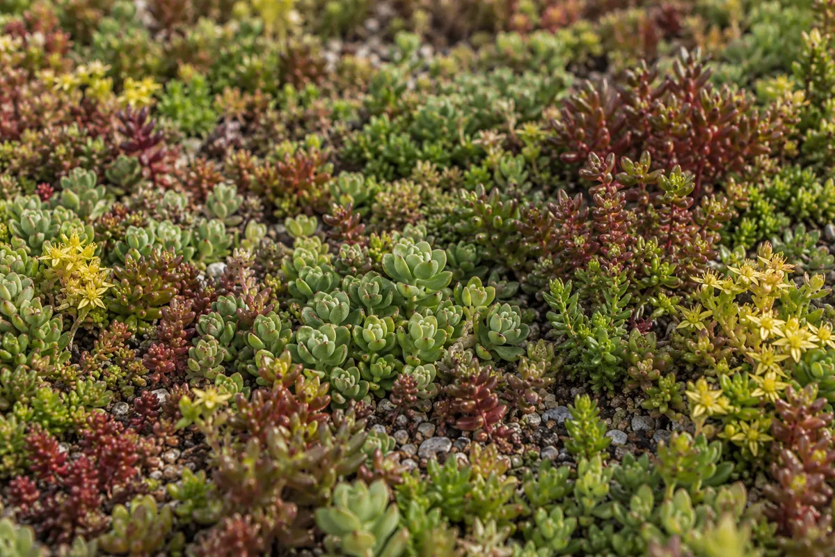 KI-Visualisierung grüner und rötlicher Sedumpflanzen mit kleinen gelben Blüten.