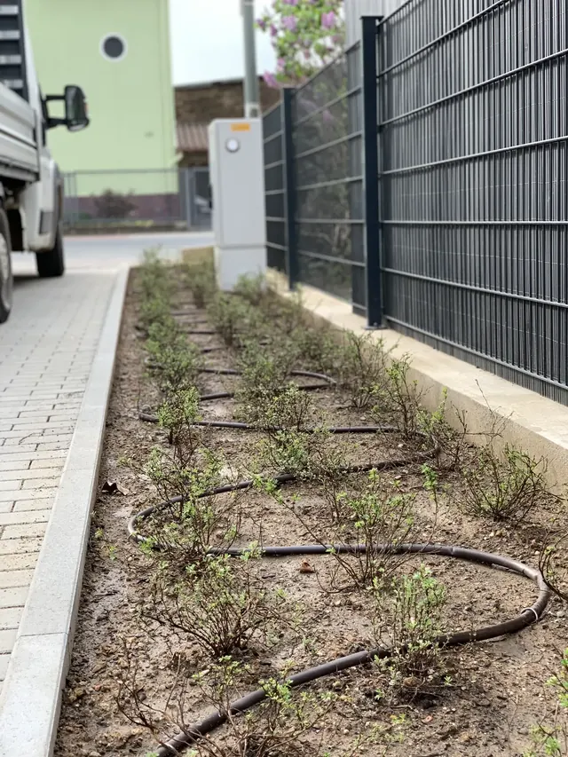 Tropfschlauch in einem Pflanzbeet