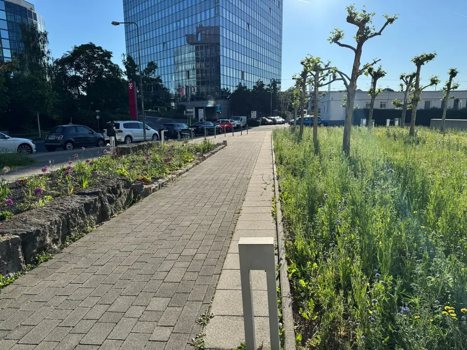 Staudenpflanzung entlang eines befestigten Wegs im Stadtraum